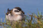 Smalnbbad simsnppa / Red-necked Phalarope   Phalaropus lobatus 