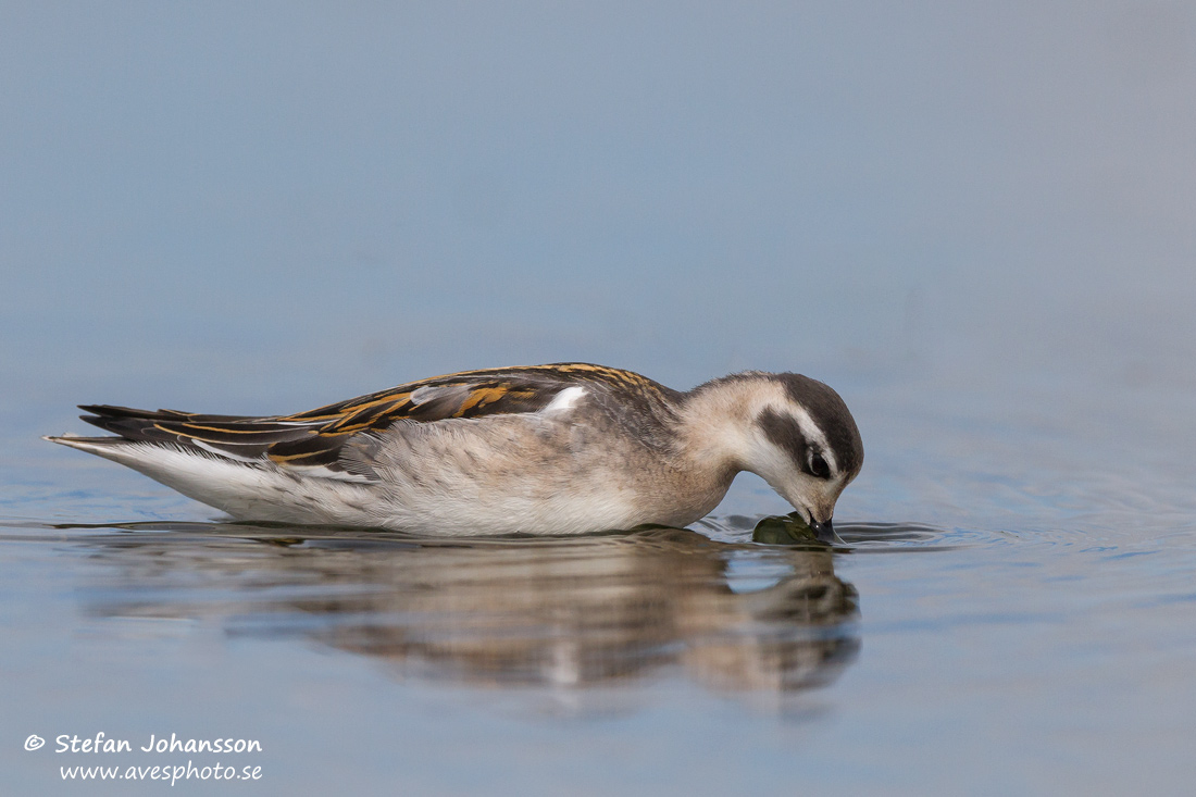 Smalnbbad simsnppa / Red-necked Phalarope   Phalaropus lobatus 