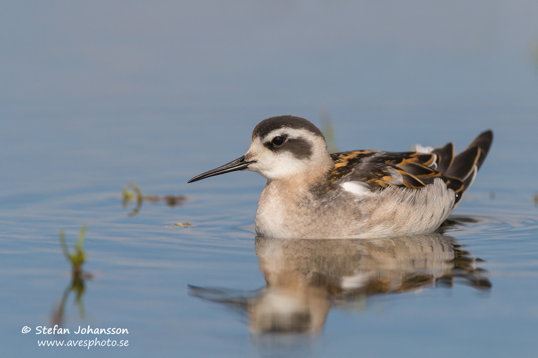 Smalnbbad simsnppa / Red-necked Phalarope   Phalaropus lobatus 