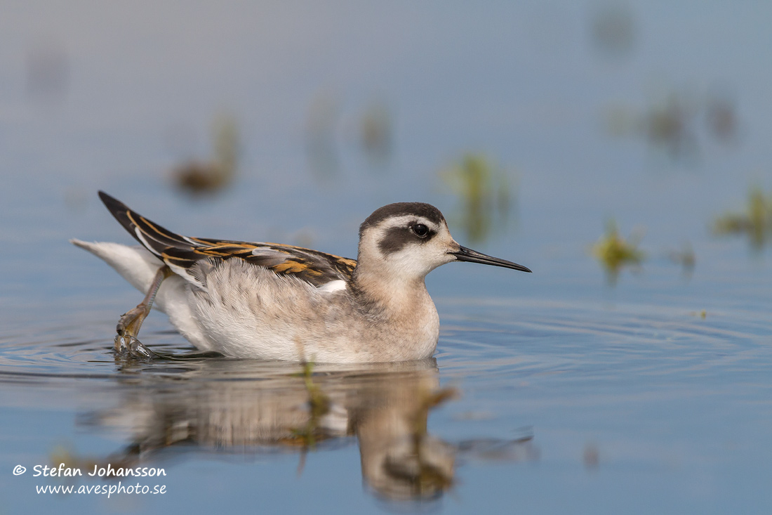 Smalnbbad simsnppa / Red-necked Phalarope   Phalaropus lobatus 