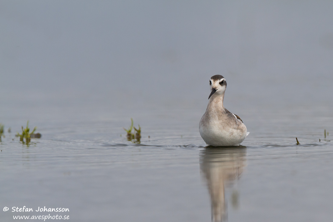 Smalnbbad simsnppa / Red-necked Phalarope   Phalaropus lobatus 