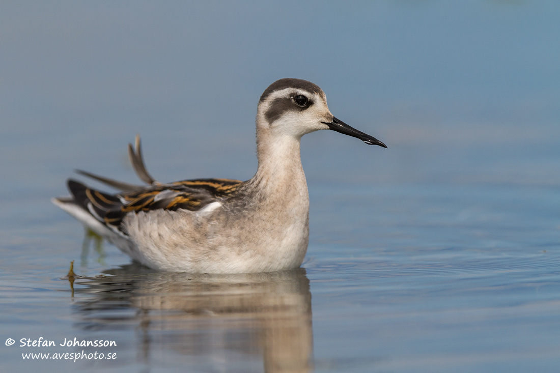 Smalnbbad simsnppa / Red-necked Phalarope   Phalaropus lobatus 