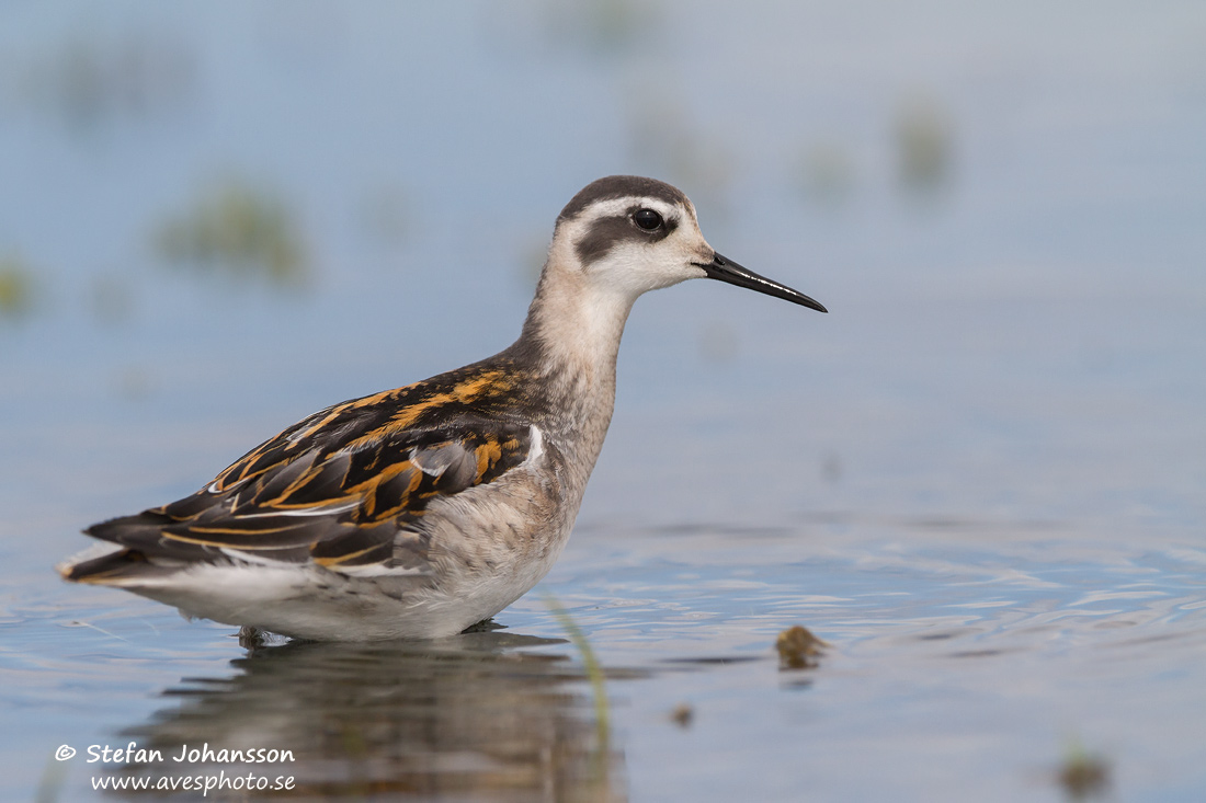 Smalnbbad simsnppa / Red-necked Phalarope   Phalaropus lobatus 