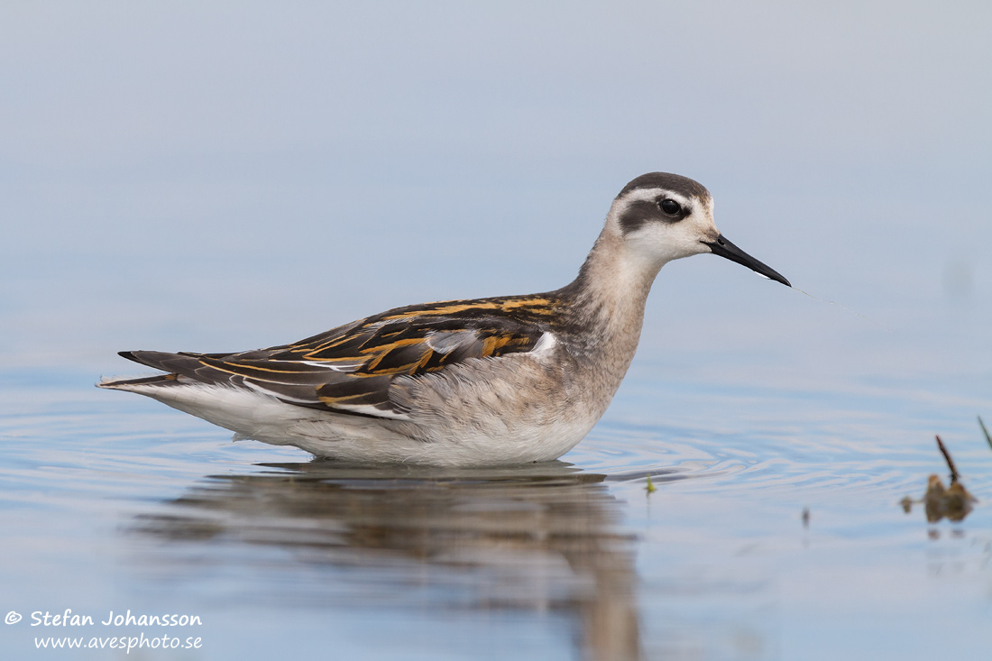 Smalnbbad simsnppa / Red-necked Phalarope   Phalaropus lobatus 