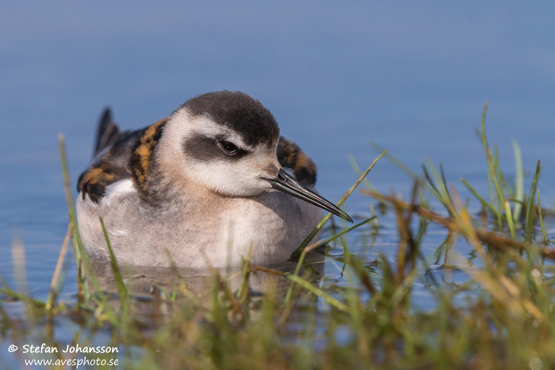 Smalnbbad simsnppa / Red-necked Phalarope 