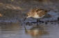 Calidris minuta 