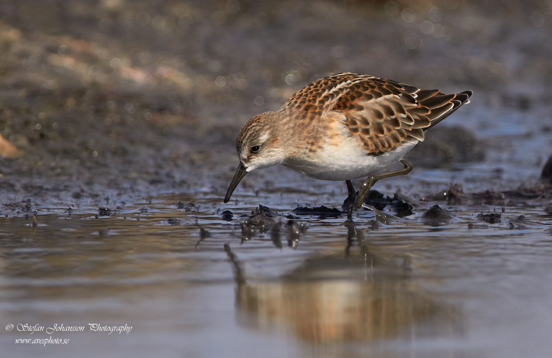 Calidris minuta 