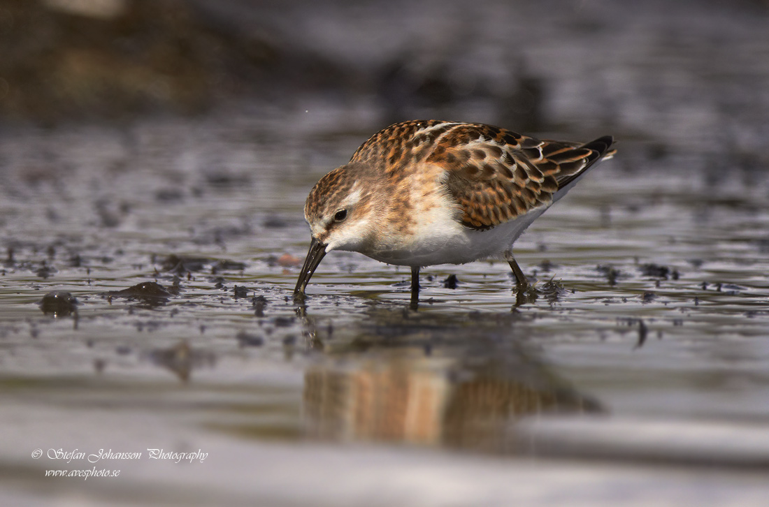 Calidris minuta 