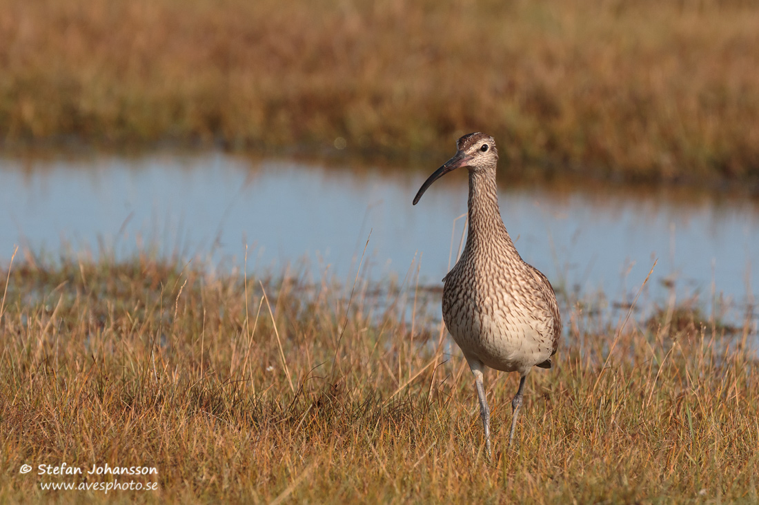 Smspov / Whimbrel Numenius phaeopus 