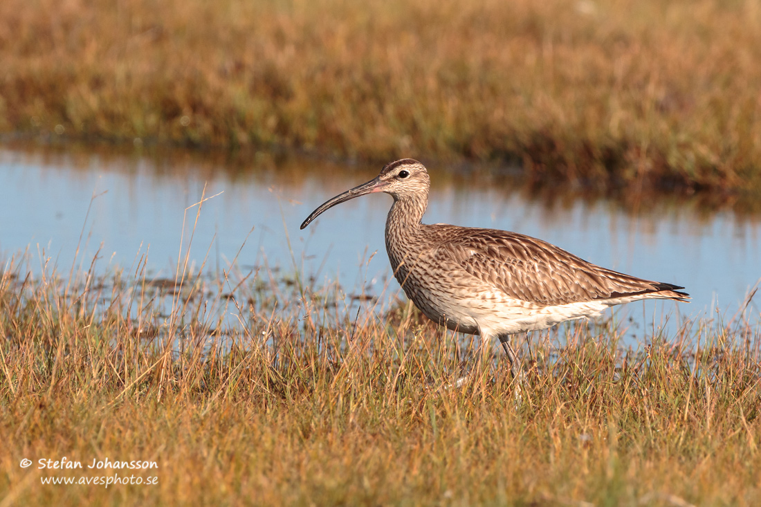 Smspov / Whimbrel Numenius phaeopus 