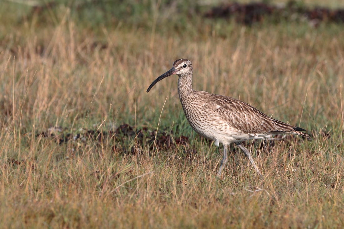 Smspov / Whimbrel Numenius phaeopus 