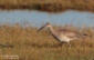 Smspov / Whimbrel Numenius phaeopus 