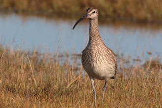 Småspov / Whimbrel Numenius phaeopus 