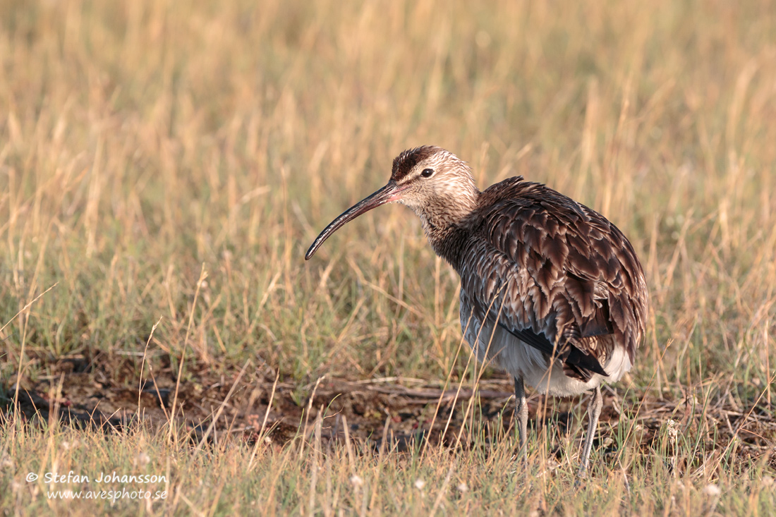 Smspov / Whimbrel Numenius phaeopus 