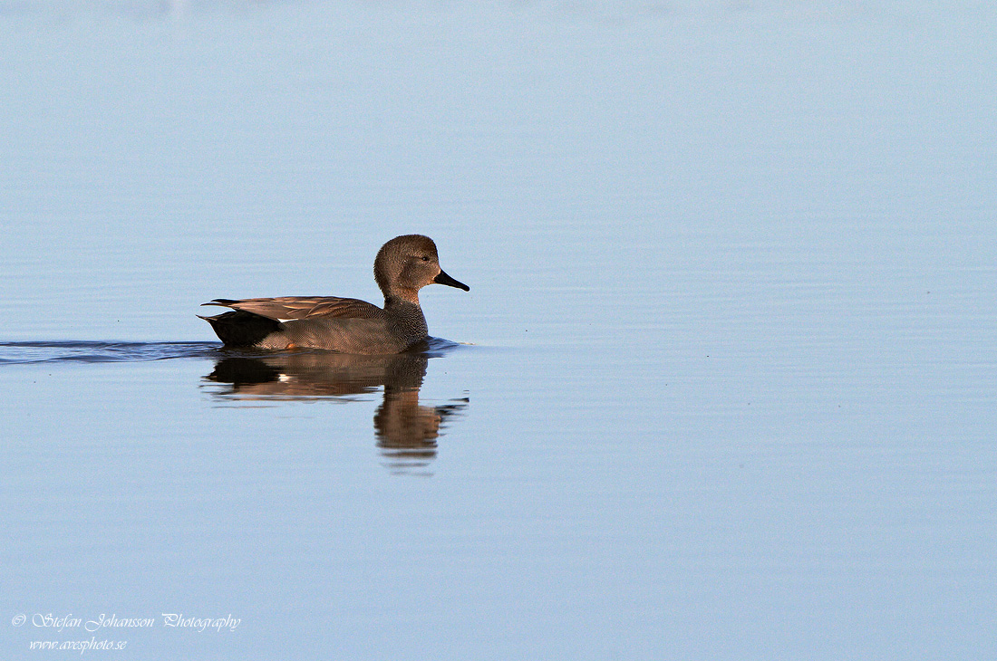 Snatterand / Gadwall 