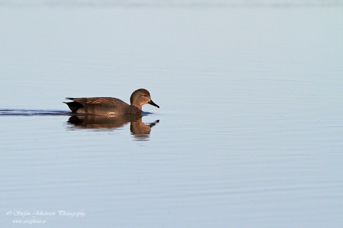 Snatterand / Gadwall 