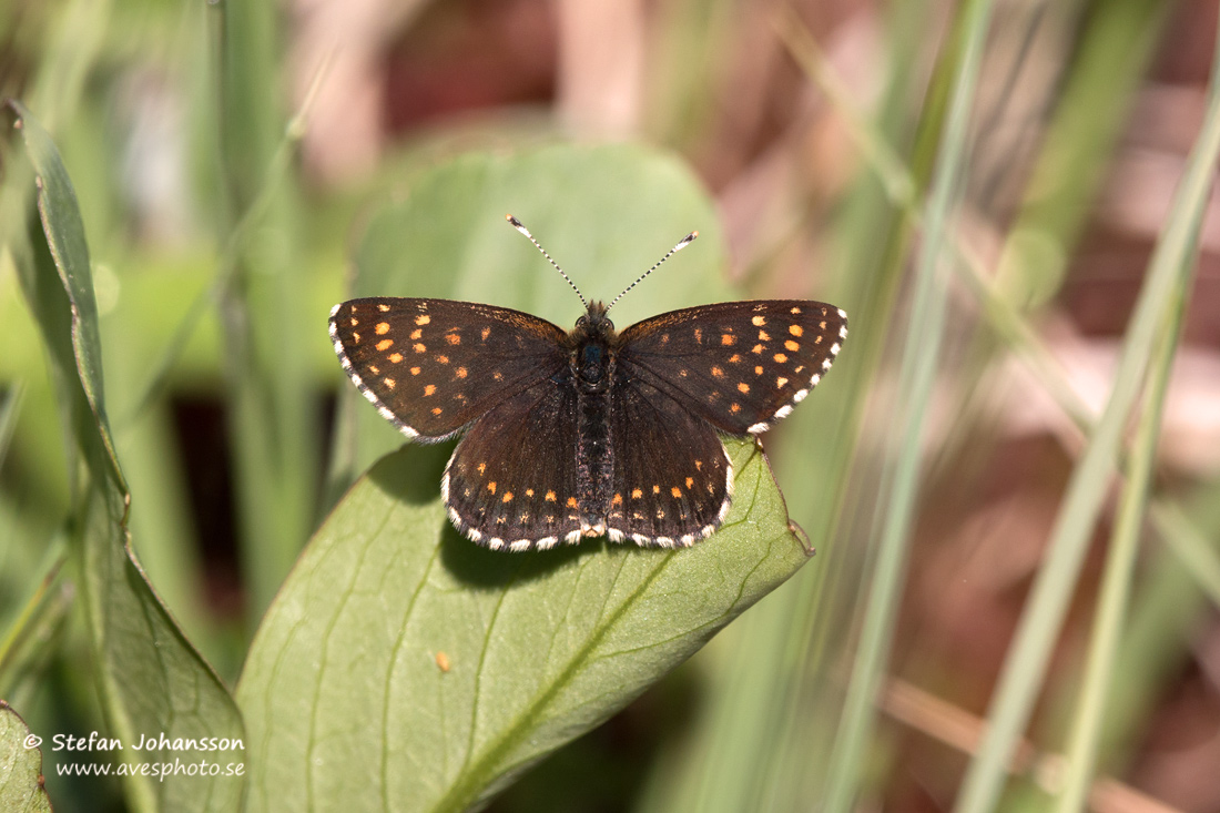 Sotntfjril / False Heath Fritillary Melitaea diamina 