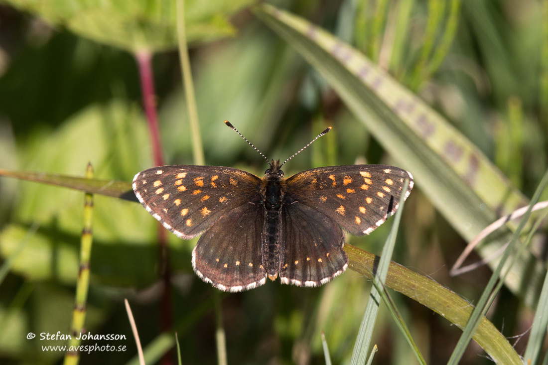 Sotntfjril / False Heath Fritillary Melitaea diamina 