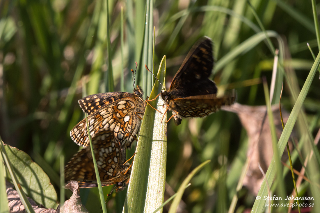 Sotntfjril / False Heath Fritillary Melitaea diamina 