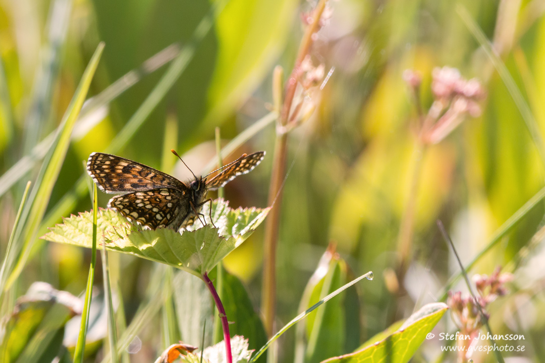 Sotntfjril / False Heath Fritillary Melitaea diamina 