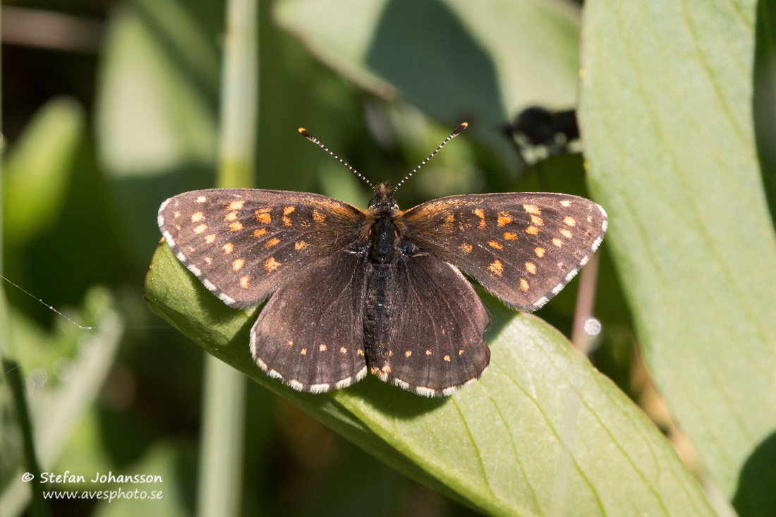 Sotntfjril / False Heath Fritillary Melitaea diamina 