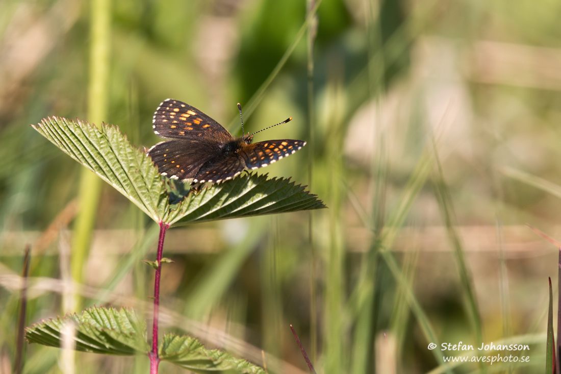 Sotntfjril / False Heath Fritillary Melitaea diamina 