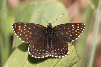 Sotnätfjäril / False Heath Fritillary Melitaea