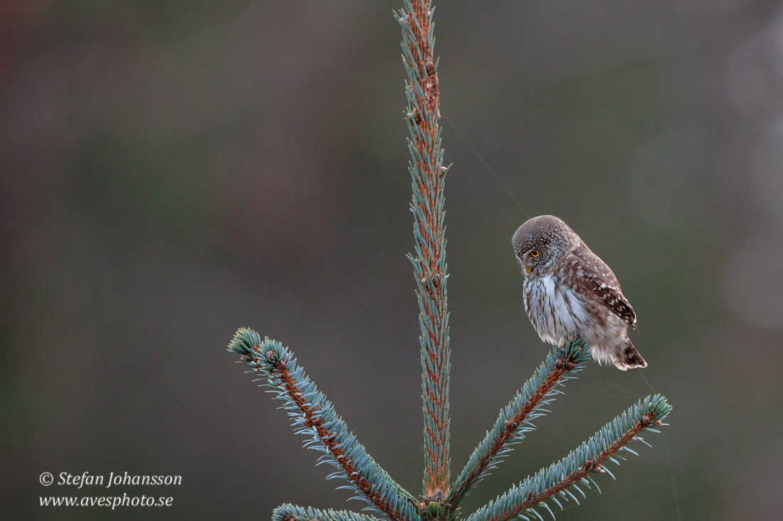 Sparvuggla / Pygmy Owl Glaucidium passerinum 