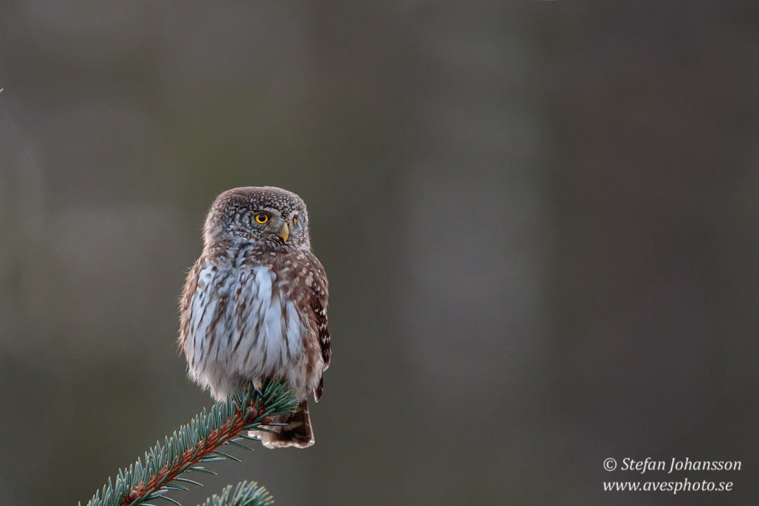 Sparvuggla / Pygmy Owl Glaucidium passerinum 