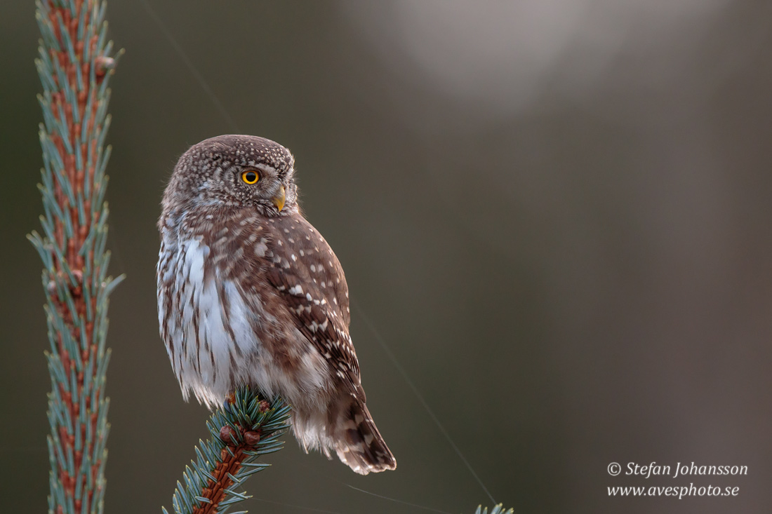 Sparvuggla / Pygmy Owl Glaucidium passerinum 