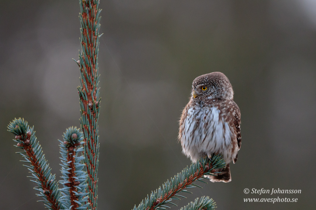 Sparvuggla / Pygmy Owl 