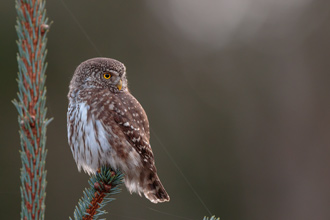 Sparvuggla / Pygmy Owl 