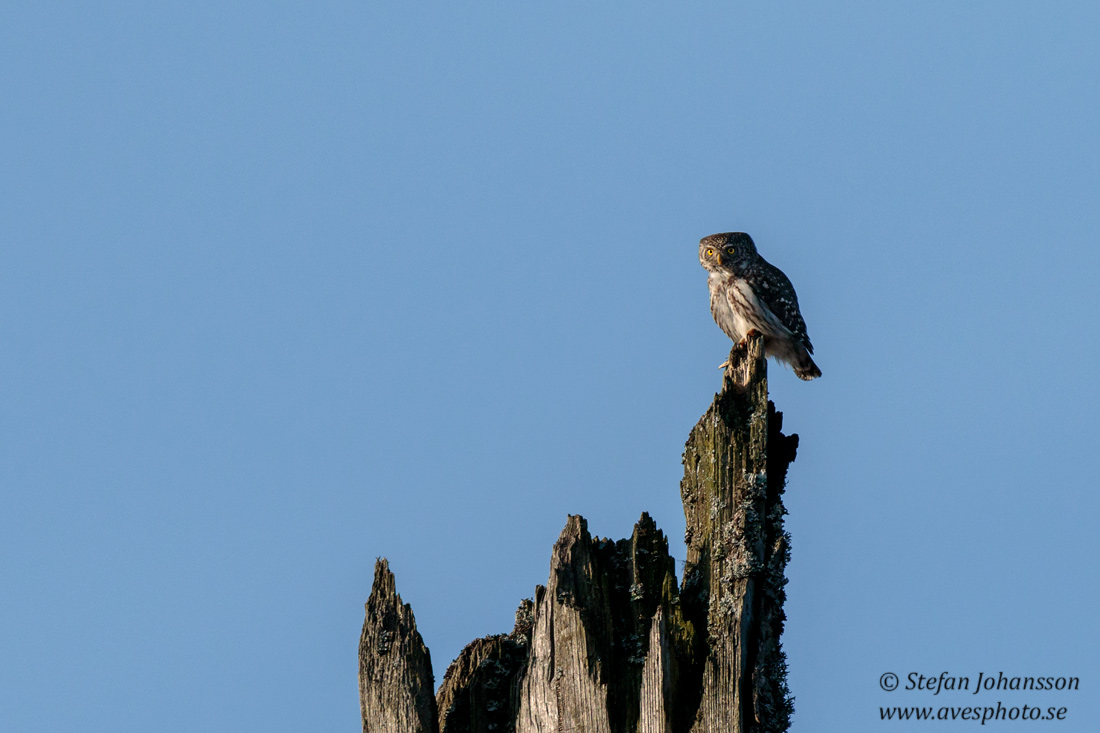 Sparvuggla / Pygmy Owl Glaucidium passerinum 