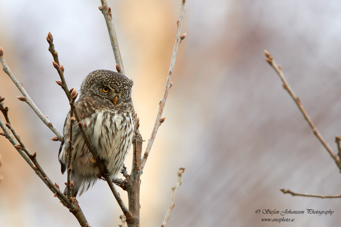 Sparvuggla / Pygmy Owl Glaucidium passerinum 