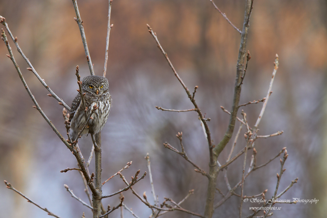 Sparvuggla / Pygmy Owl Glaucidium passerinum 