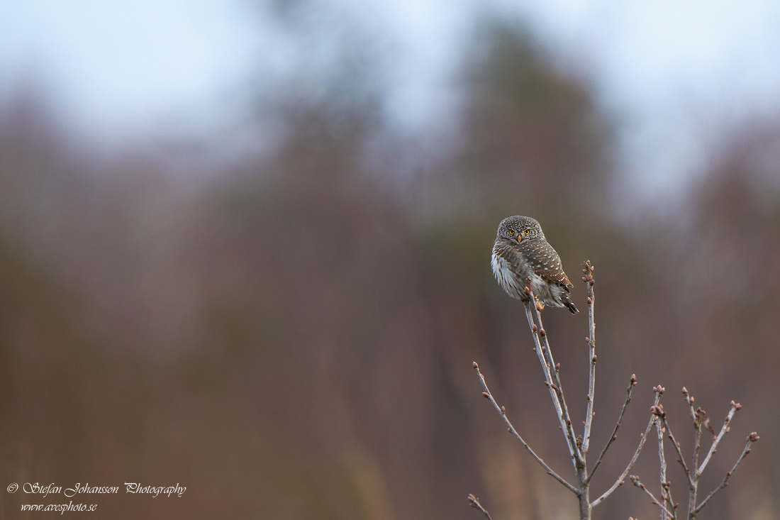 Sparvuggla / Pygmy Owl Glaucidium passerinum 