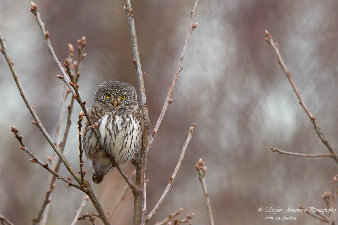 Sparvuggla / Pygmy Owl Glaucidium passerinum 