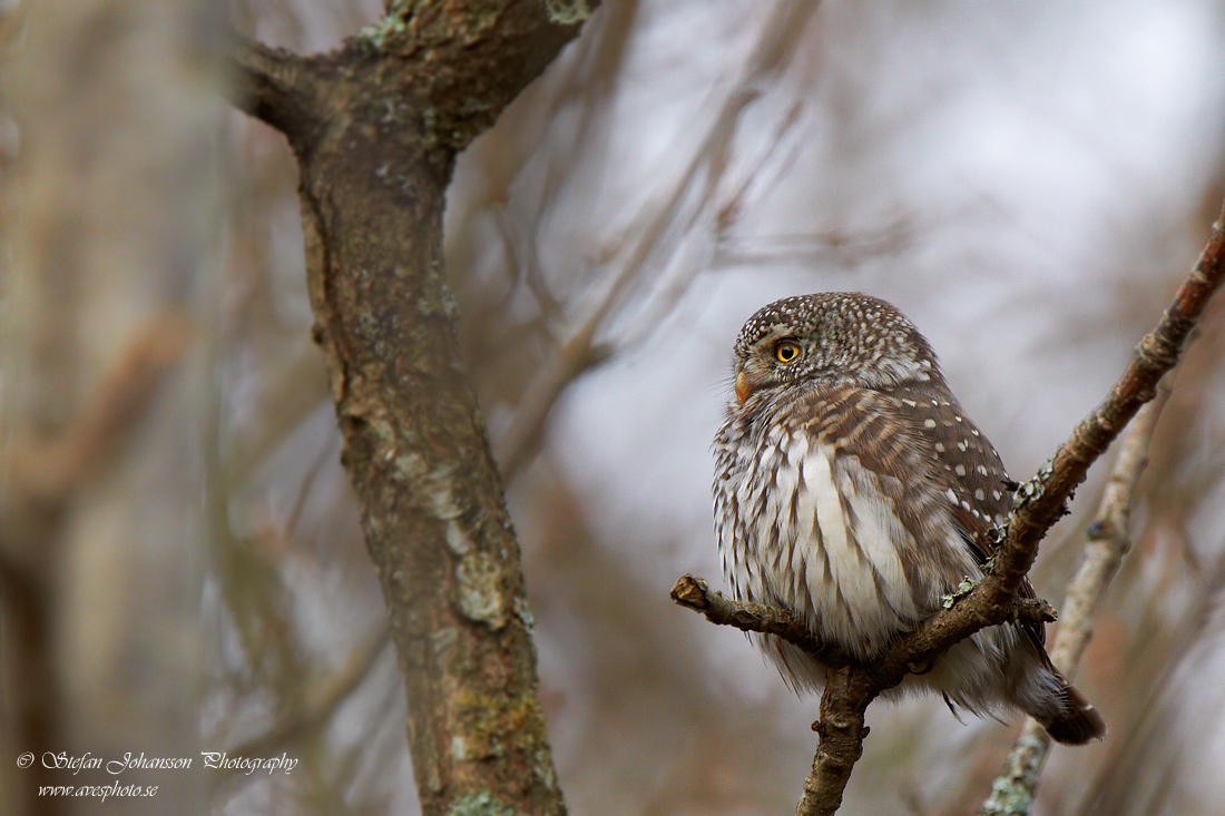 Sparvuggla / Pygmy Owl Glaucidium passerinum 