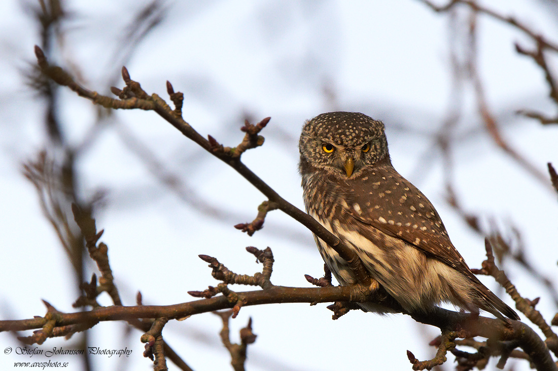 Sparvuggla / Pygmy Owl Glaucidium passerinum 