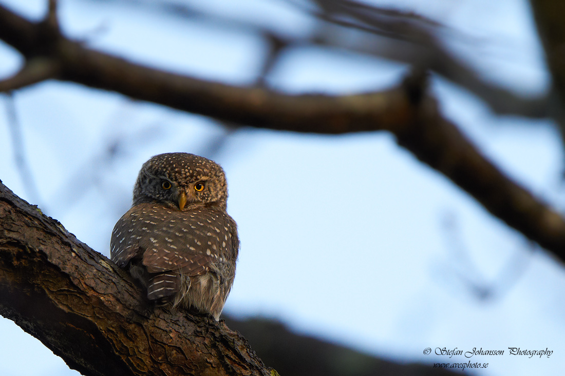 Sparvuggla / Pygmy Owl Glaucidium passerinum 