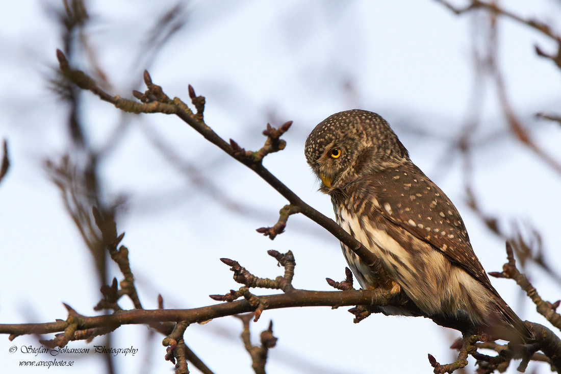 Sparvuggla / Pygmy Owl Glaucidium passerinum 