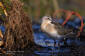 Calidris ferruginea 