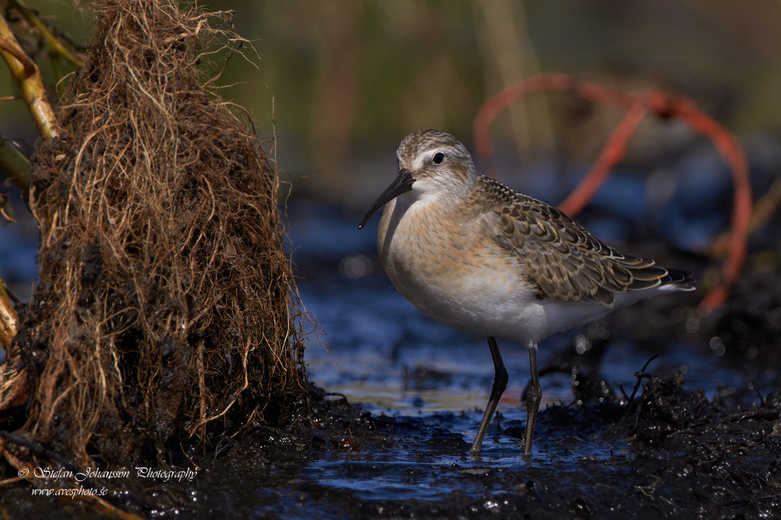 Calidris ferruginea 