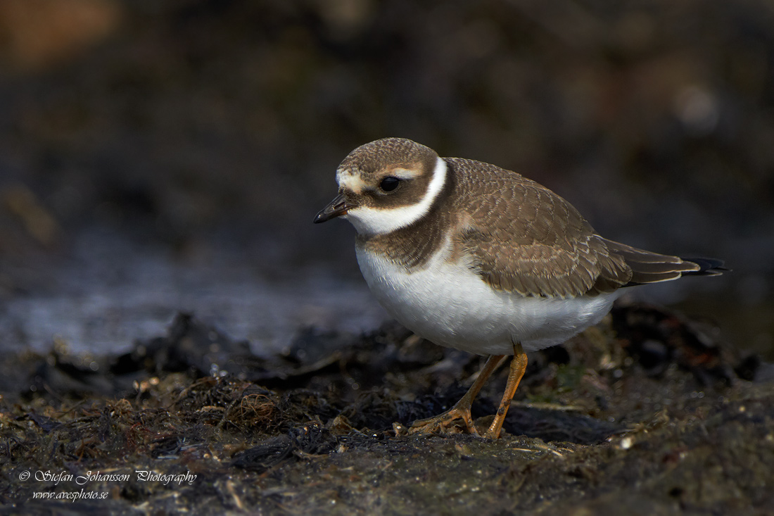 Charadrius hiaticula