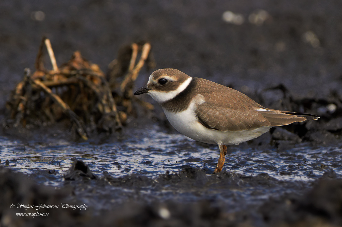 Charadrius hiaticula