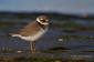 Strre strandpipare / Common Ringed Plover Charadrius hiaticula 