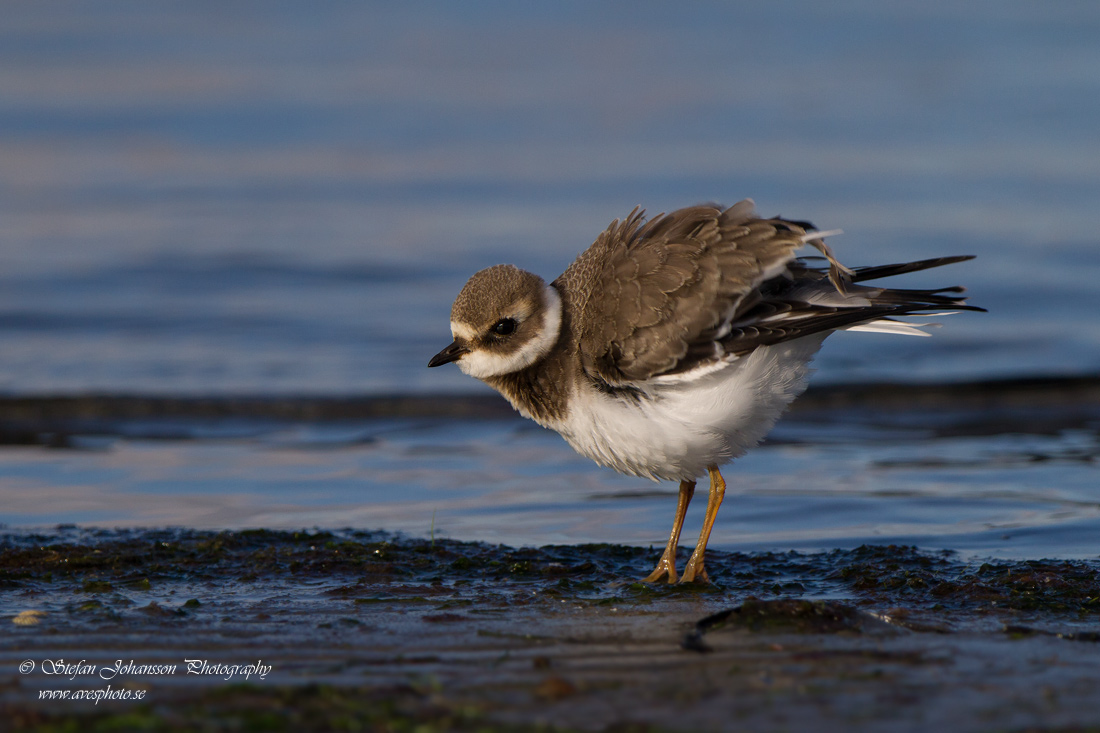 Strre strandpipare / Common Ringed Plover Charadrius hiaticula 