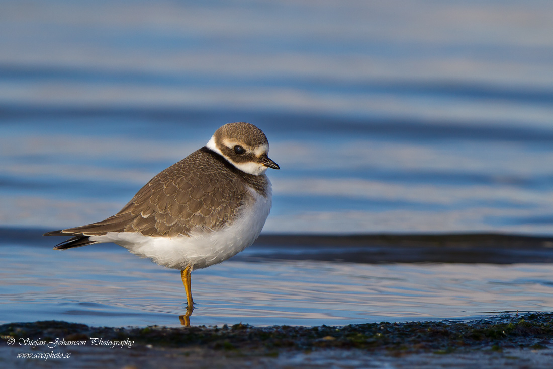 Strre strandpipare / Common Ringed Plover Charadrius hiaticula 