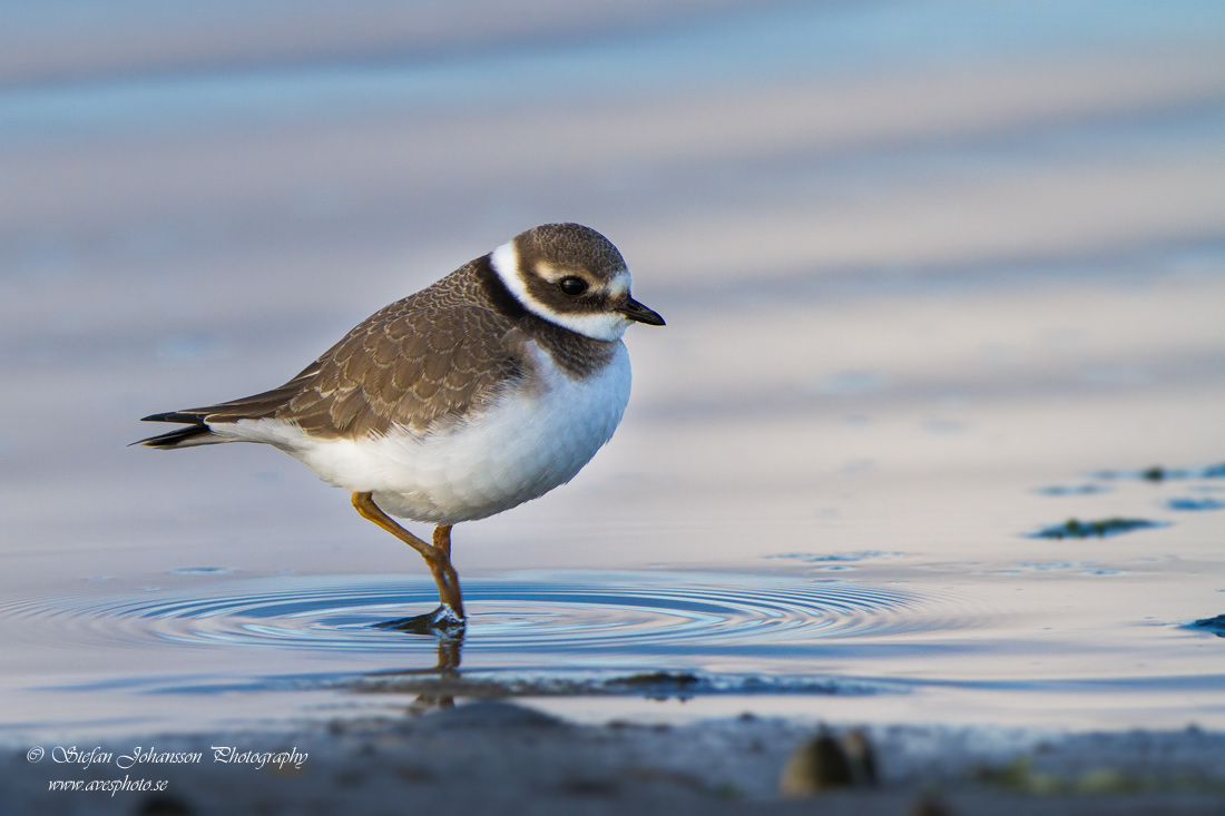 Strre strandpipare / Common Ringed Plover Charadrius hiaticula 