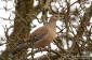 Strre turturduva/Oriental Turtle Dove Streptopelia orientalis orientalis 